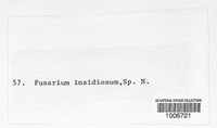 Fusarium insidiosum image